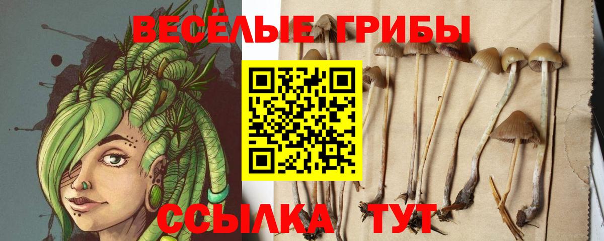 Россия  Псилоцибиновые грибы Magic Shrooms  Вход с VPN 